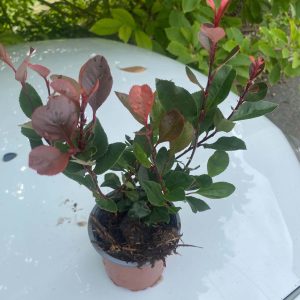 Photinias Red Robin en motte prêt à planter pour Haie qui garde ses feuilles tout l'hiver.