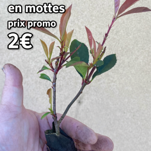 Pieds de Photinias RED ROBIN  en motte bien enracinés