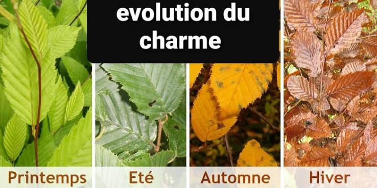 Pieds de Charmilles 80 cm racines nues Attention! Commande possible dès maintenant pour une livraison à partir du 15 octobre 2026 – Image 3