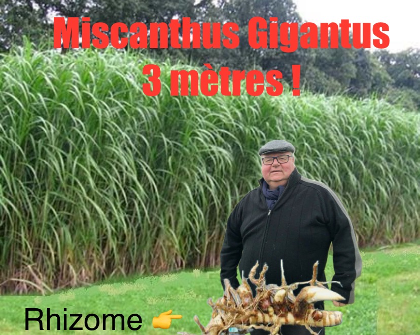 Lot de 2000 RIZHOMES DE MISCANTUS GIGANTUS en précommande – Image 3