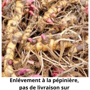 Lot de 5000 rhizomes de Miscanthus Gigantus ou Herbe à éléphants enlèvement sur place