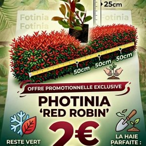 Photinias Red Robin  pieds en pot
